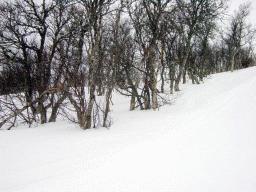 dsc00004.jpg